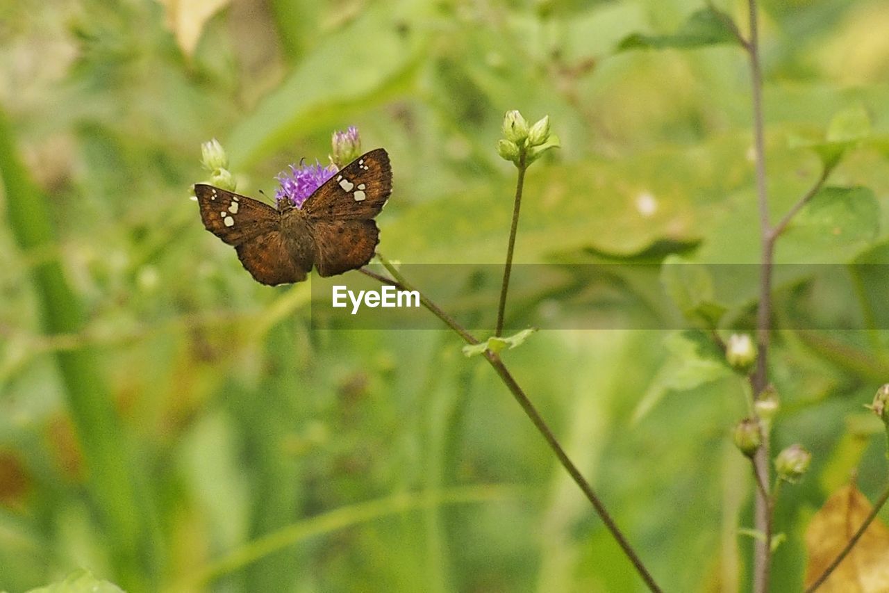 CLOSE-UP OF BUTTERFLY ON PLANT OUTDOORS