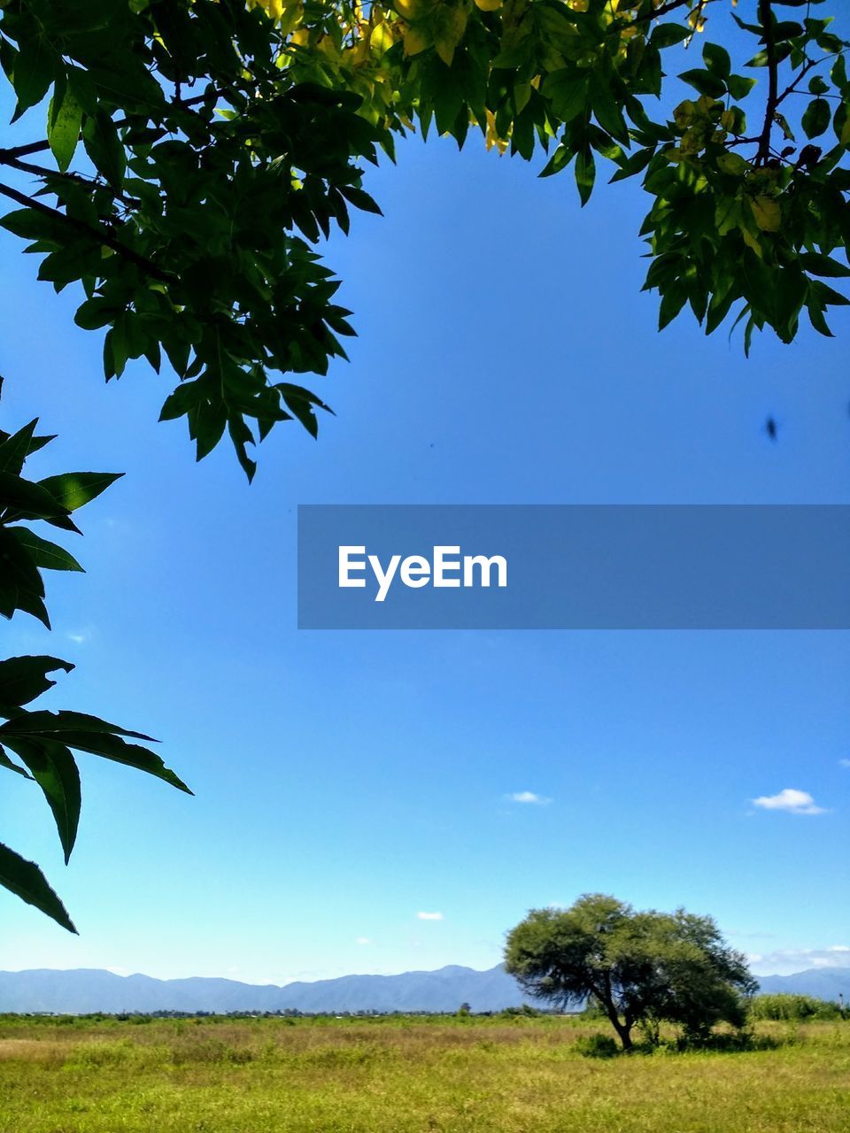 Trees on field against clear blue sky