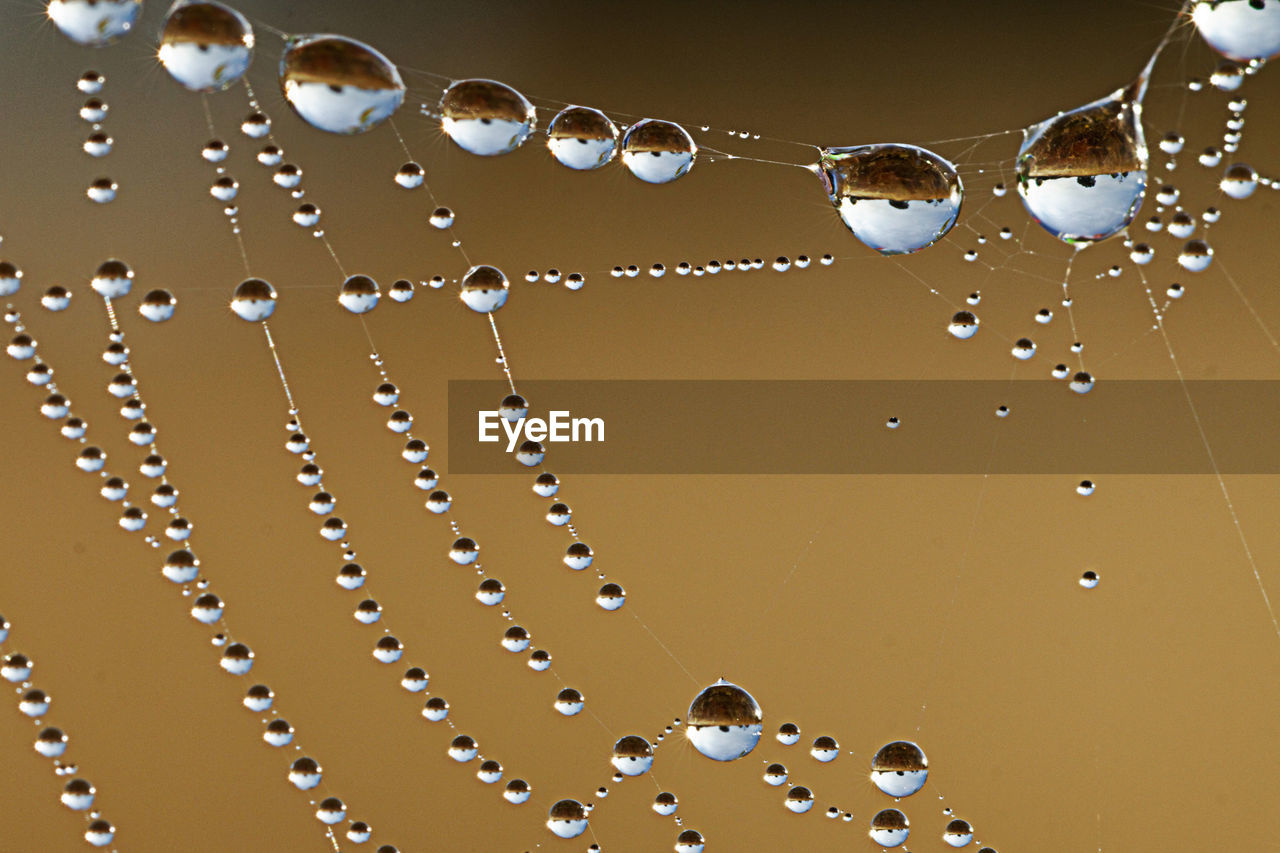 Close-up of water drops on spider web