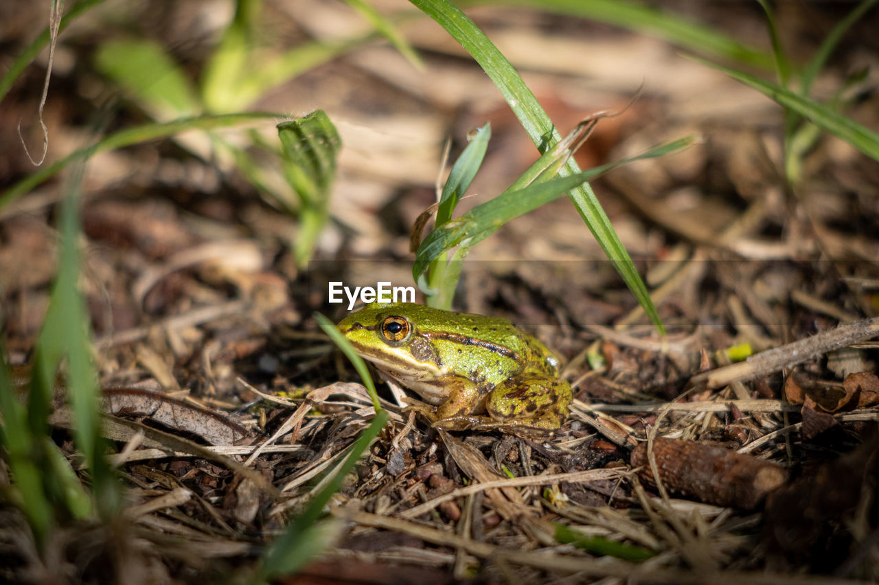 A small pond frog sits on the ground between blades of grass