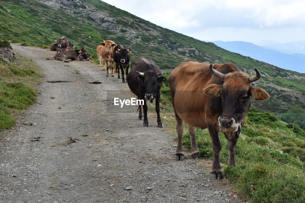 Herd of cows on field