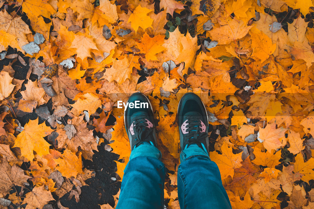 Low section of person standing on yellow maple leaves