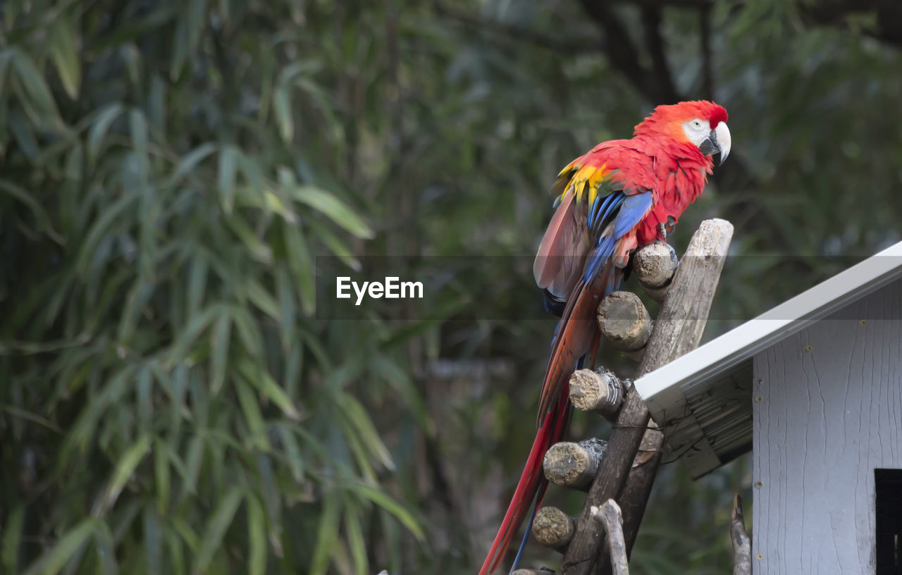 BIRD PERCHING ON A WOOD