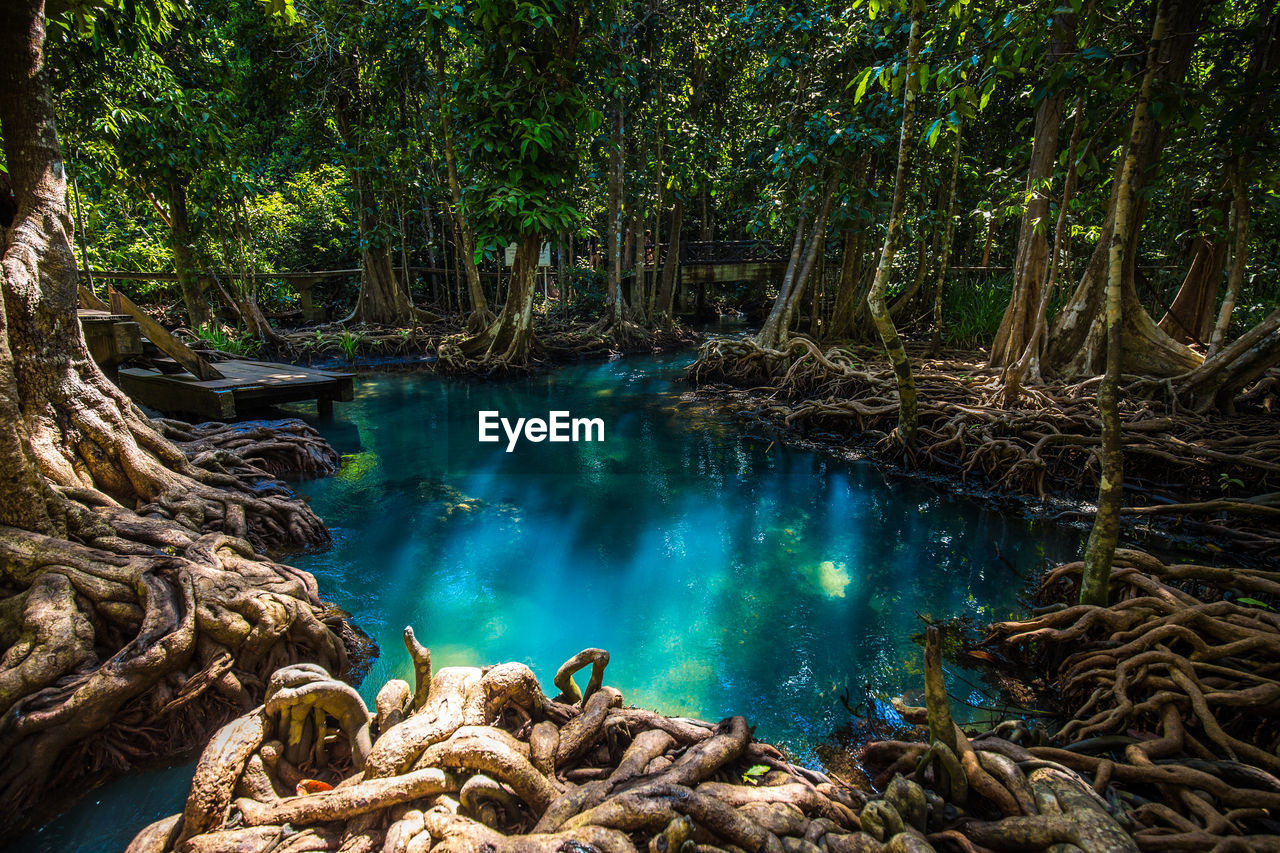 Scenic view of lake amidst trees in forest