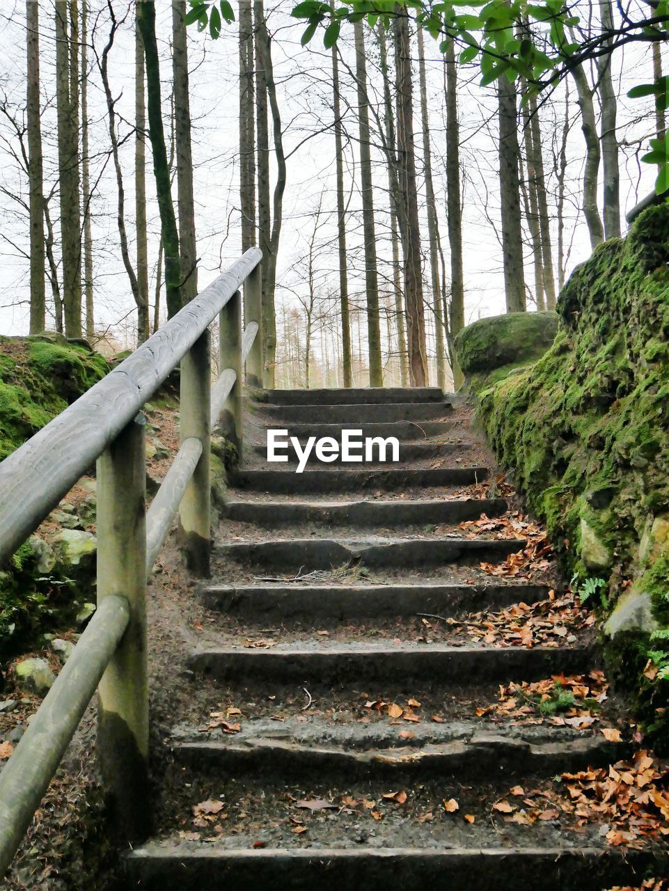 STEPS LEADING TOWARDS TREES