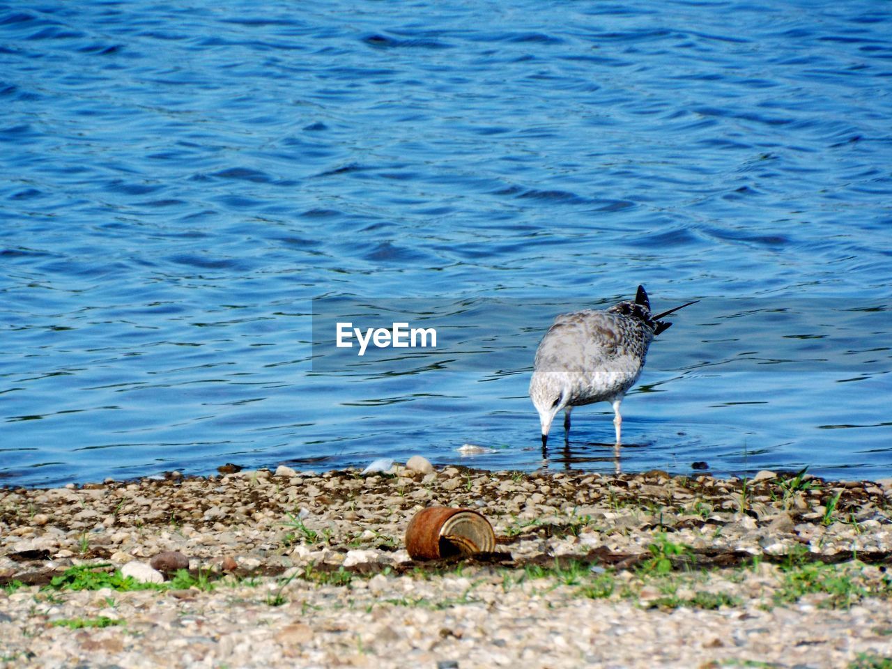 Close-up of duck on lake