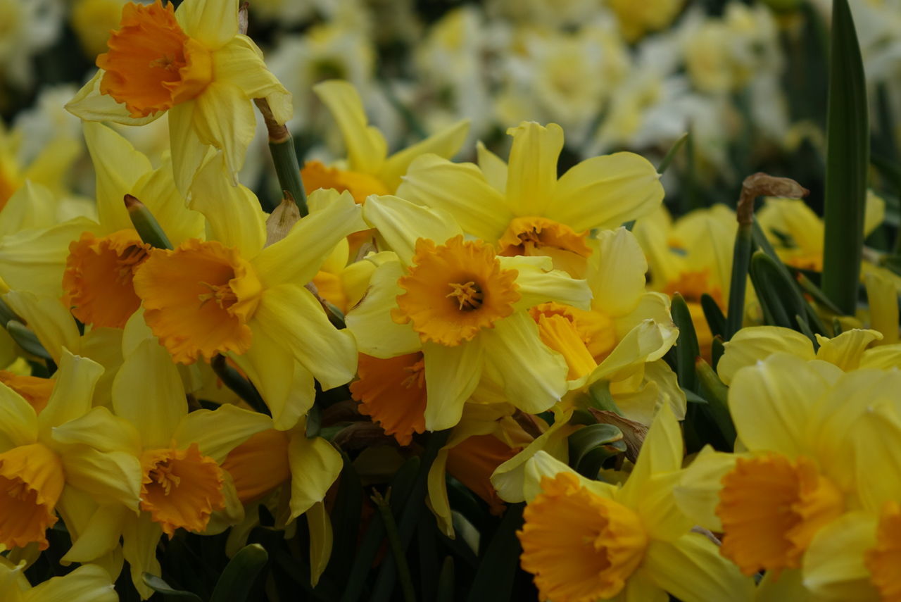 Flowers of yellow daffodils