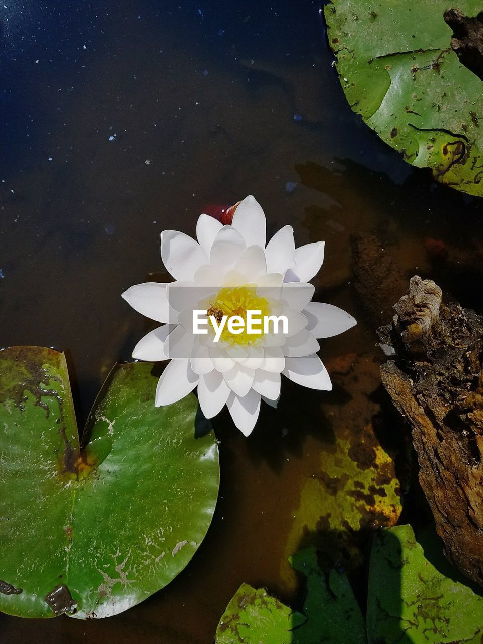 HIGH ANGLE VIEW OF LOTUS WATER LILIES IN POND