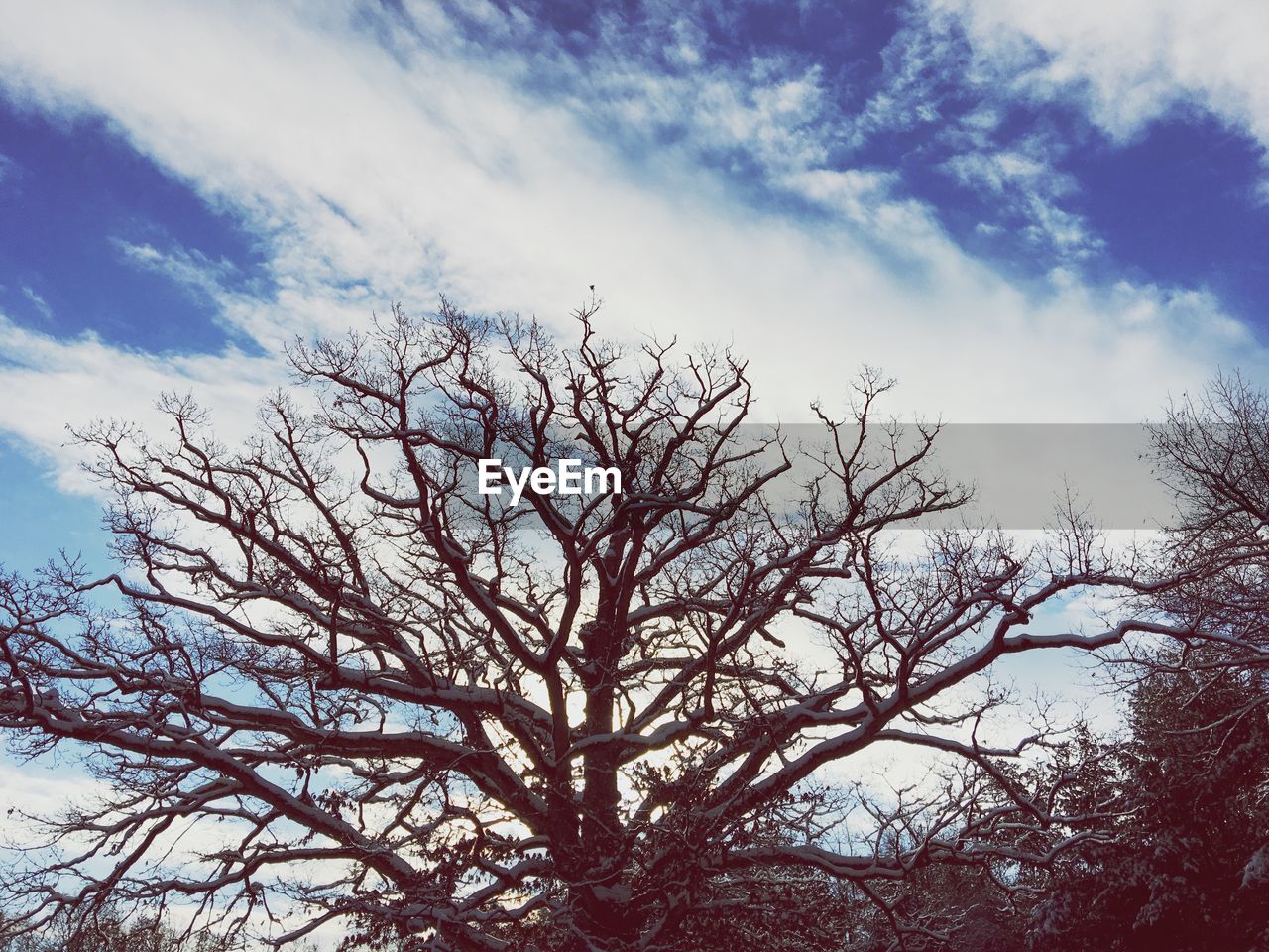 LOW ANGLE VIEW OF TREES AGAINST SKY DURING WINTER