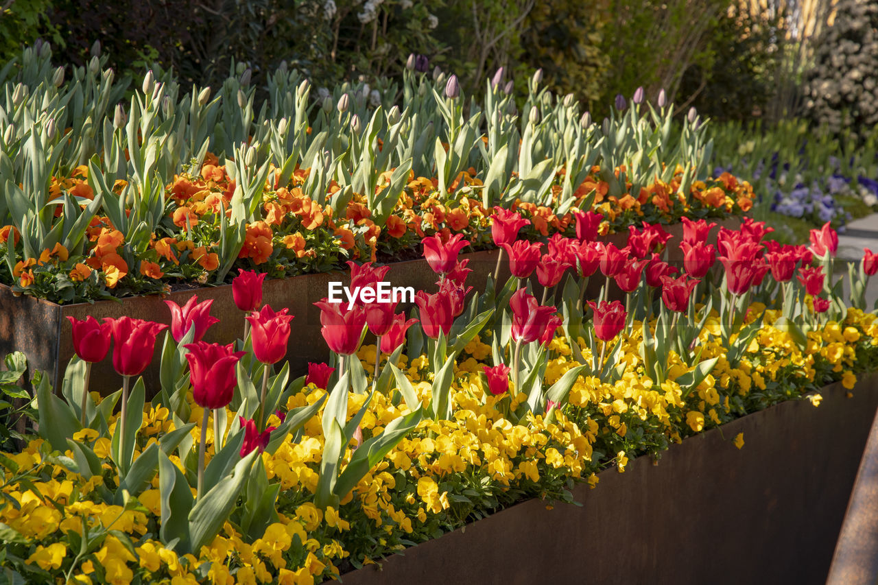 CLOSE-UP OF FRESH YELLOW TULIPS IN GARDEN