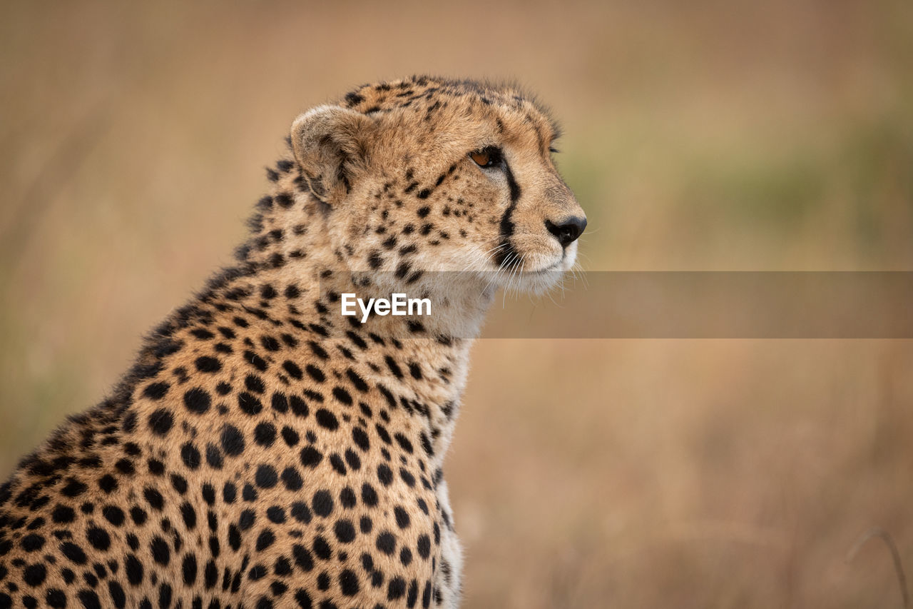 Close-up of cheetah sitting in grassy plain