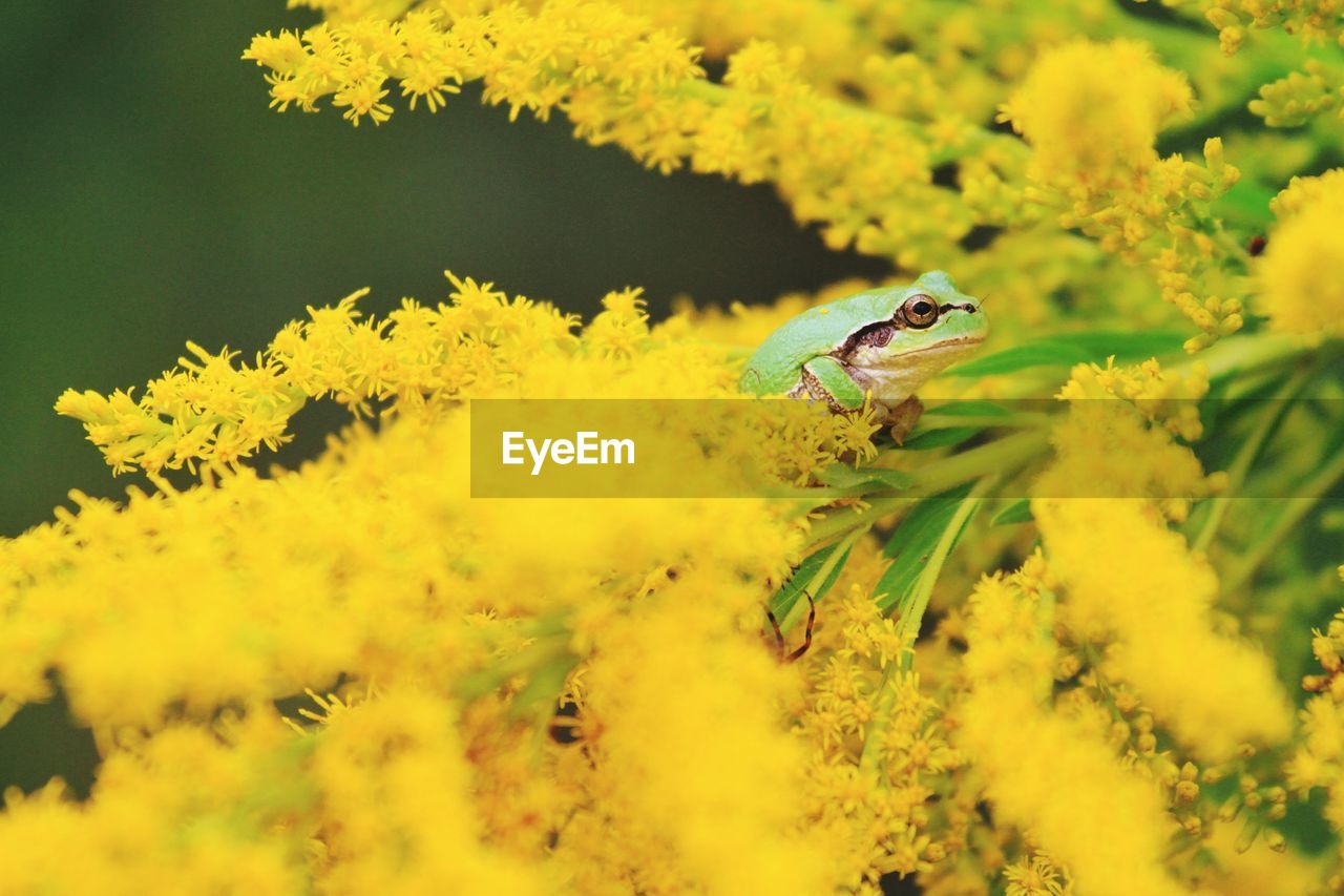 Close-up of a frog on yellow flower