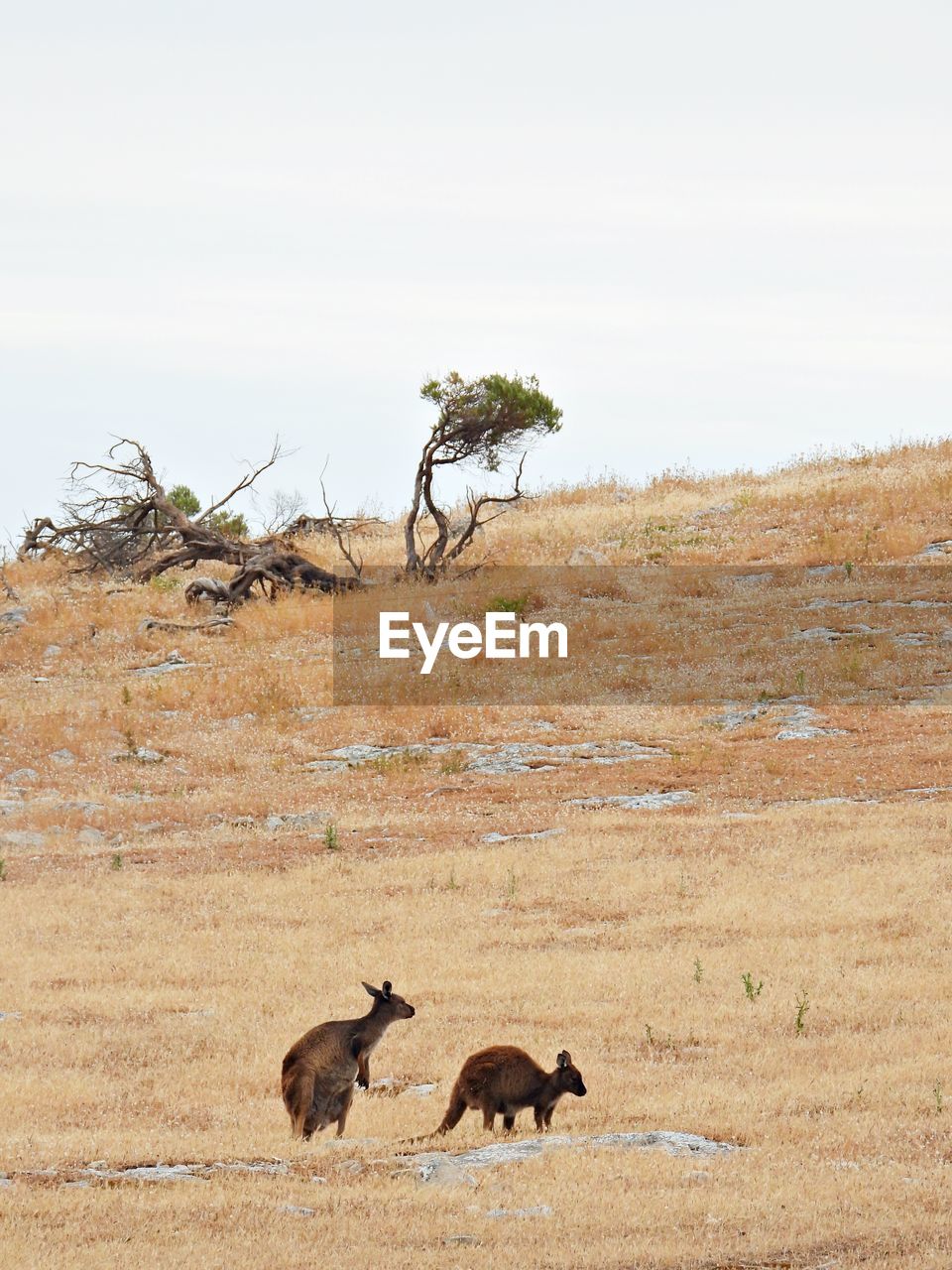 Kangaroos grazing