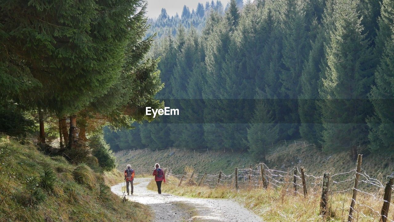 rear view of woman walking on road amidst trees in forest