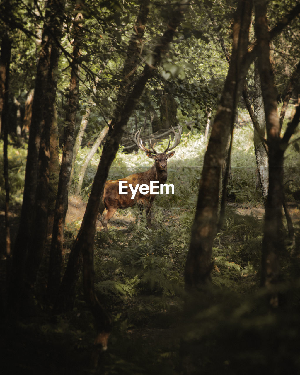 Animal walking amidst trees in forest