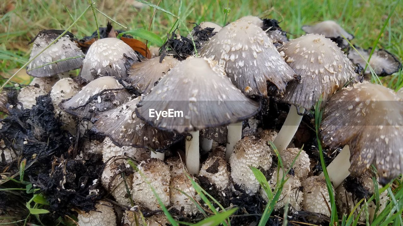 CLOSE-UP OF MUSHROOMS GROWING ON FIELD