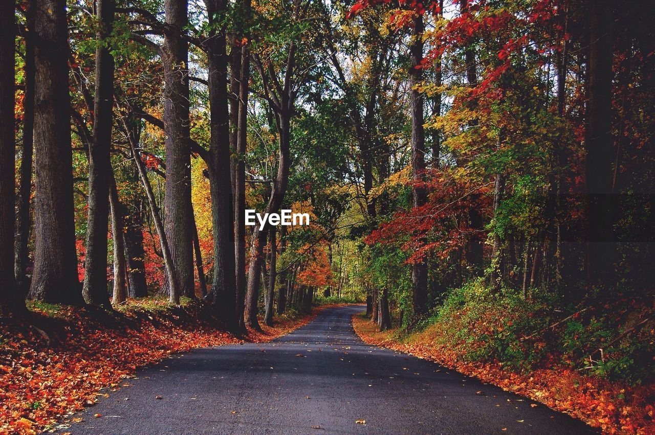 Empty street amidst trees during autumn