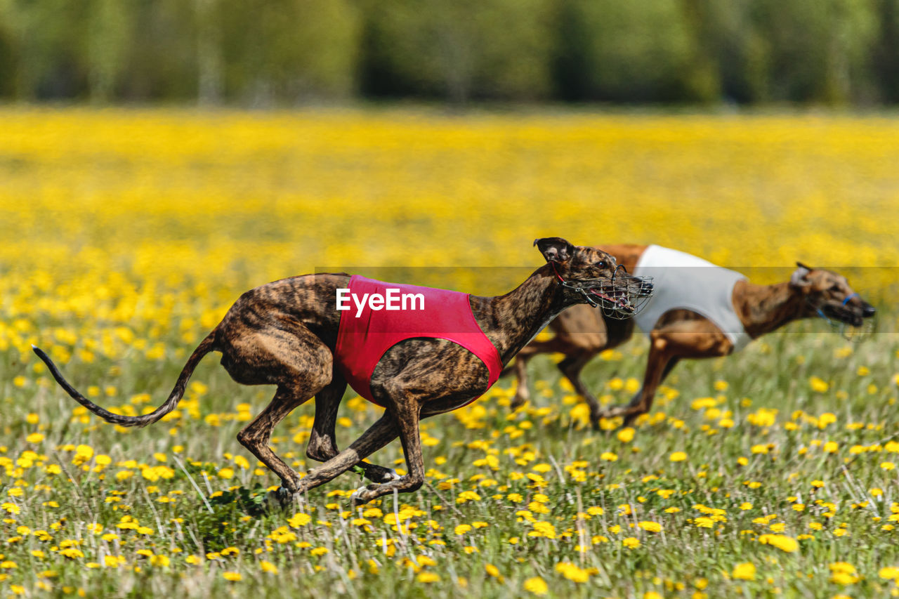 Greyhound dogs in red and white shirts running and chasing lure in the field in summer