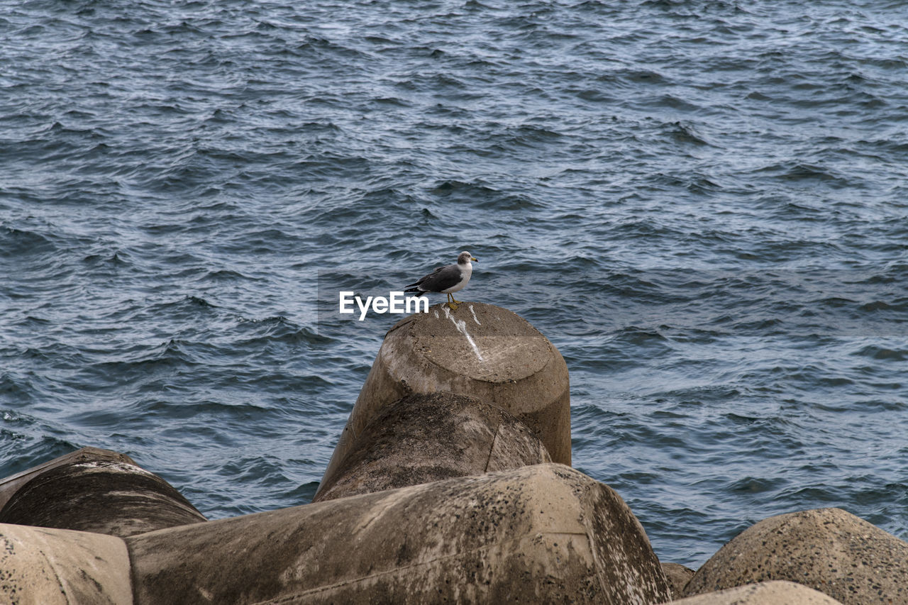 Seagull perching on rock by sea
