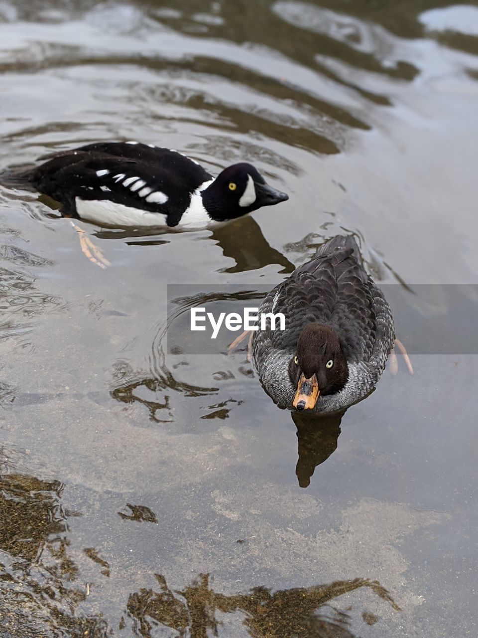 HIGH ANGLE VIEW OF DUCK SWIMMING ON LAKE