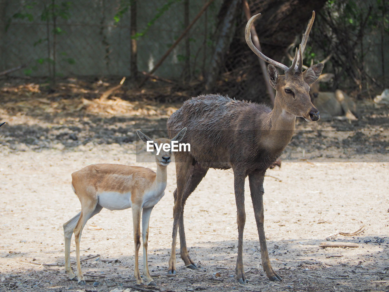 animal, animal themes, animal wildlife, wildlife, mammal, deer, group of animals, nature, no people, two animals, tree, land, standing, outdoors, herbivorous, full length, domestic animals, day, impala, antler, environment, young animal, antelope, plant, forest, side view