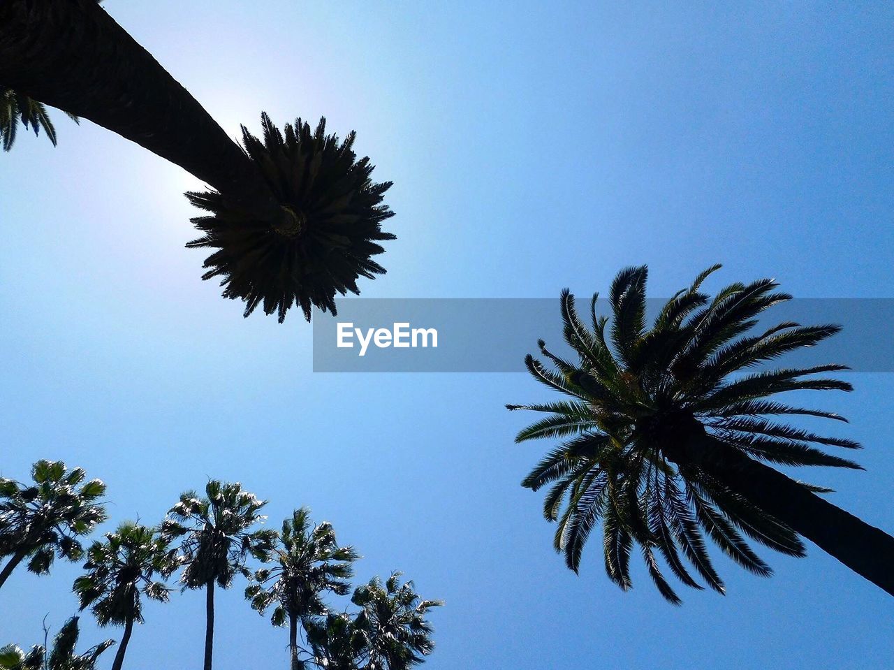 Low angle view of palm trees against clear sky