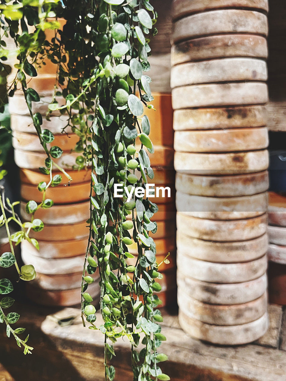 plant, growth, nature, no people, branch, day, food and drink, outdoors, food, leaf, plant part, produce, focus on foreground, sunlight, green, close-up, freshness, wood, potted plant, flower