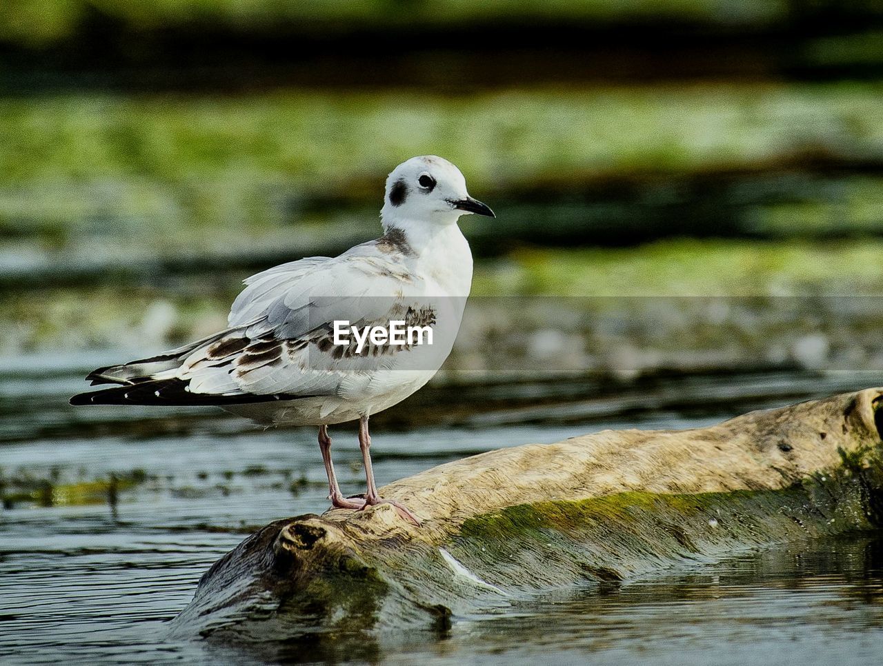 SEAGULLS PERCHING ON A LAKE