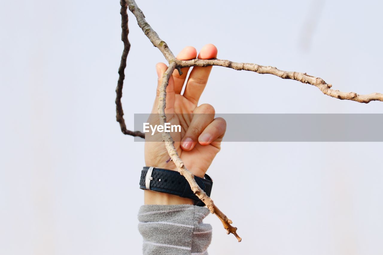 Close-up of hand holding branch against sky