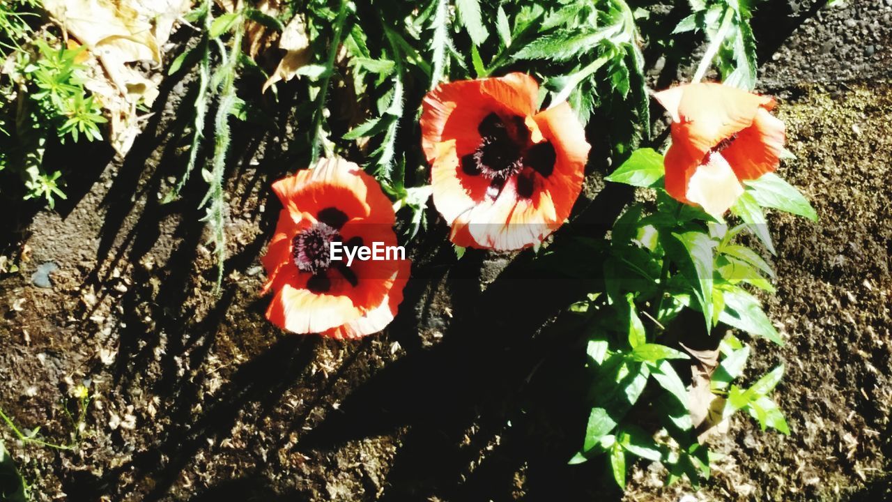 CLOSE-UP OF RED FLOWERS