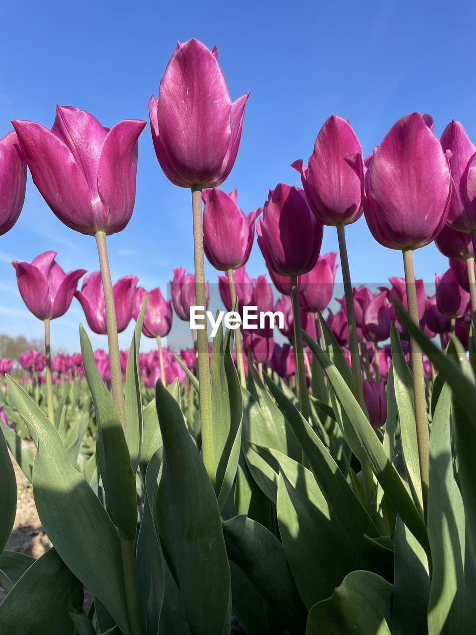 plant, flower, flowering plant, freshness, nature, beauty in nature, pink, growth, plant part, leaf, no people, petal, close-up, fragility, blossom, flower head, inflorescence, blue, outdoors, springtime, sky, tree, purple, food and drink, food, green, day