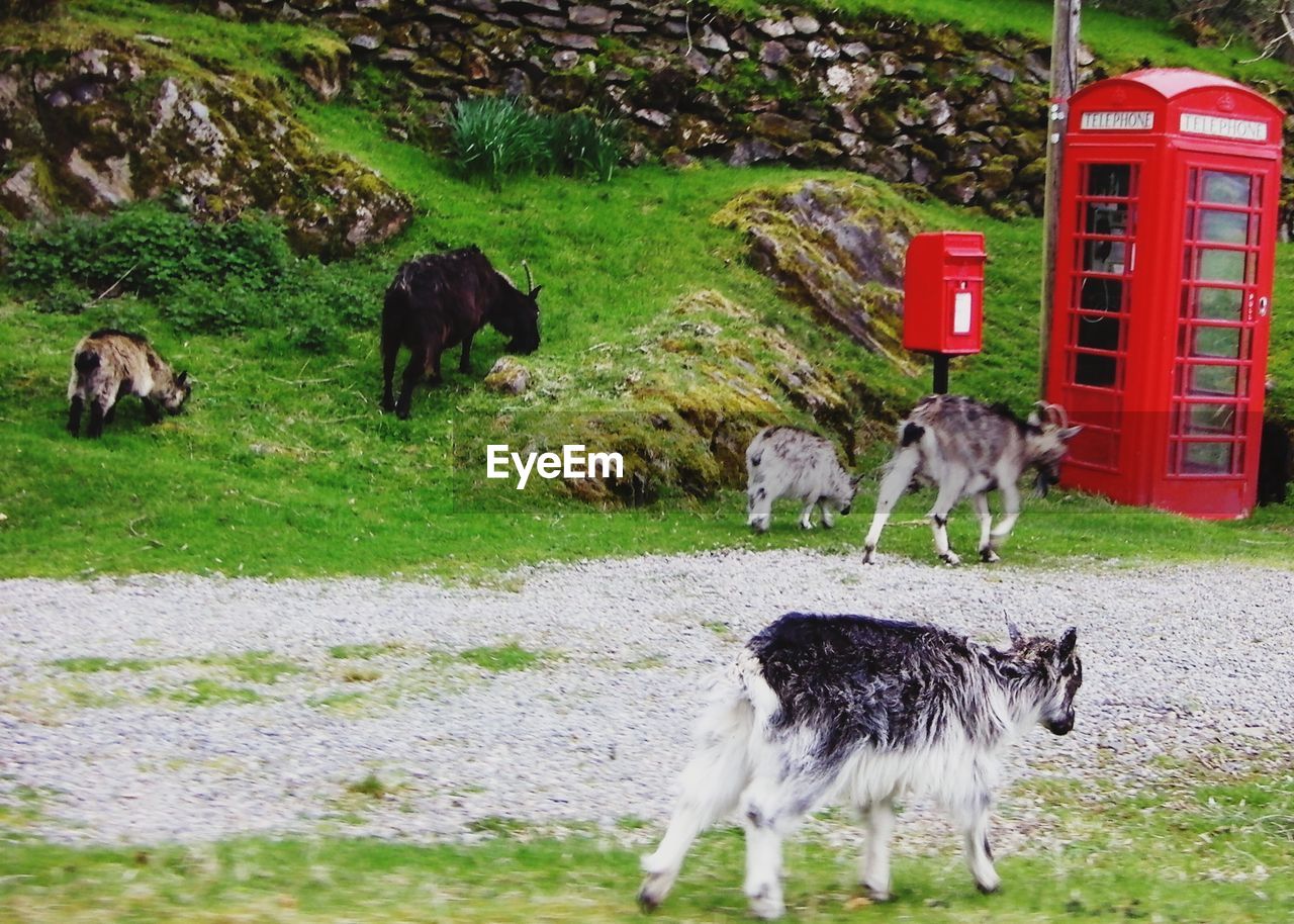 Goats on footpath with telephone booth in background