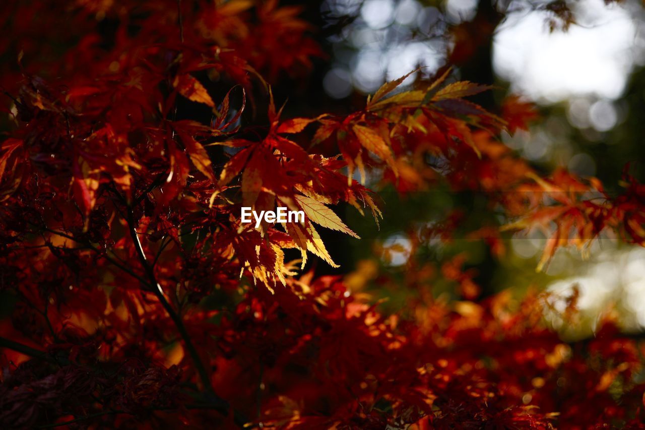 Close-up of maple tree during autumn