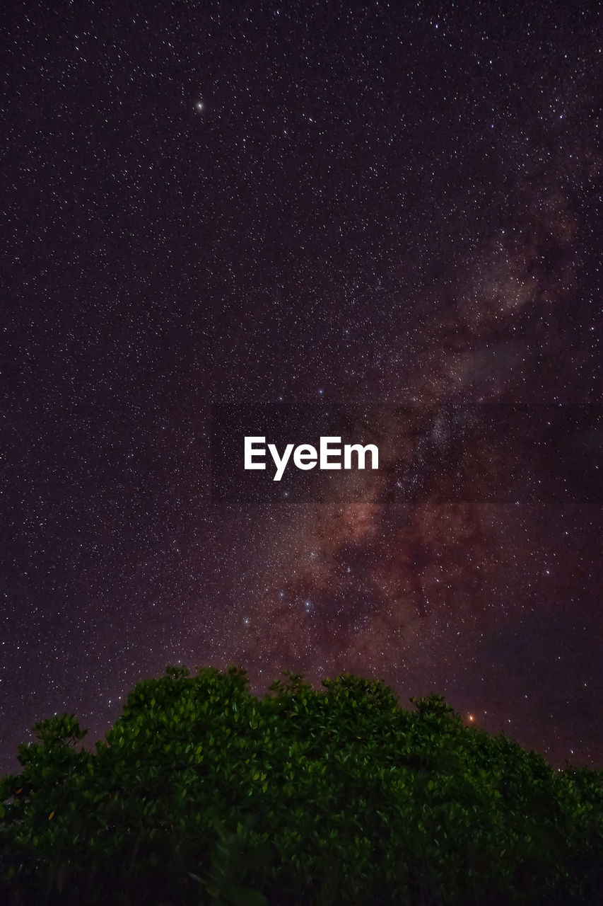 Low angle view of trees against sky at night