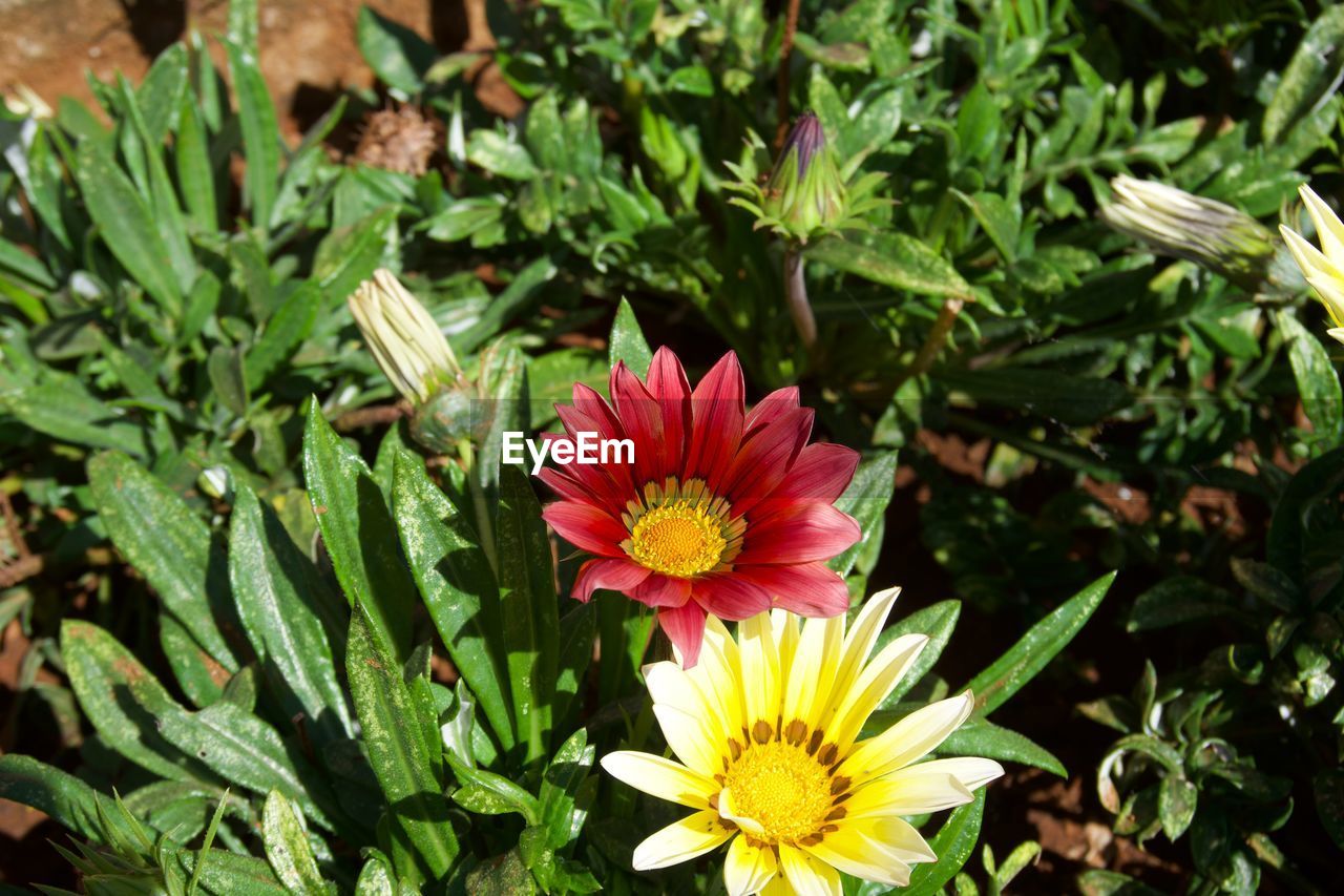 Close-up of pink flowering plants