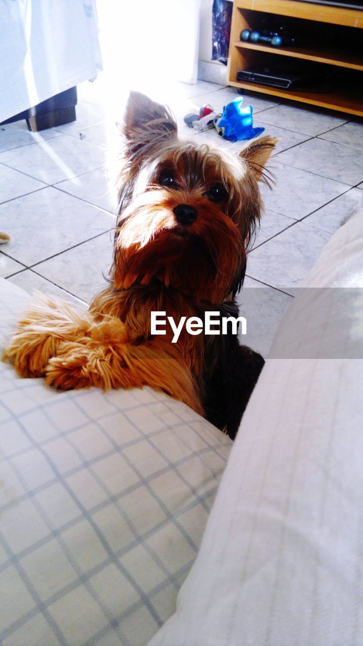 CLOSE-UP OF DOG LYING DOWN ON FLOOR