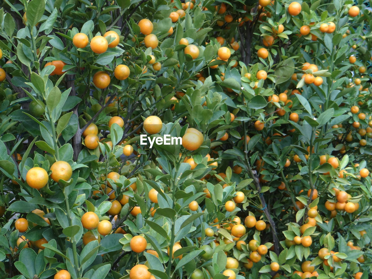 Close-up of fruits on tree