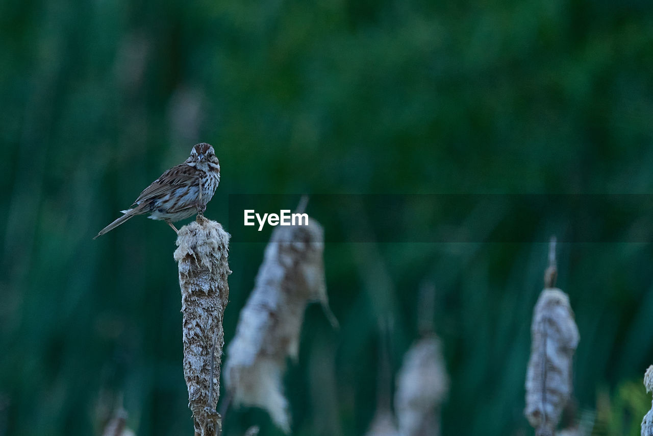 Close-up of bird perching on plant