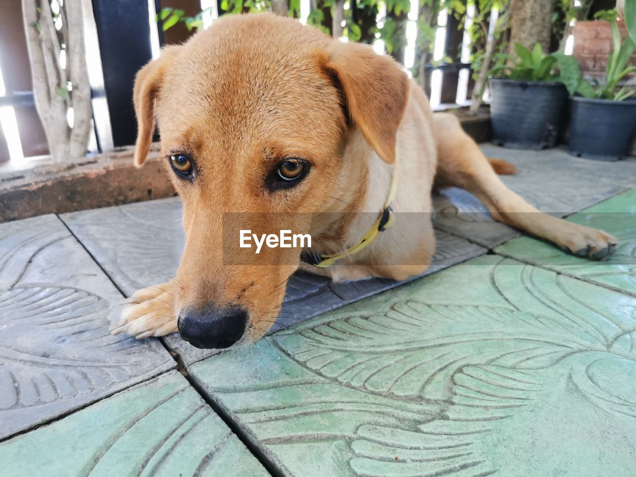 CLOSE-UP OF DOG LOOKING AWAY