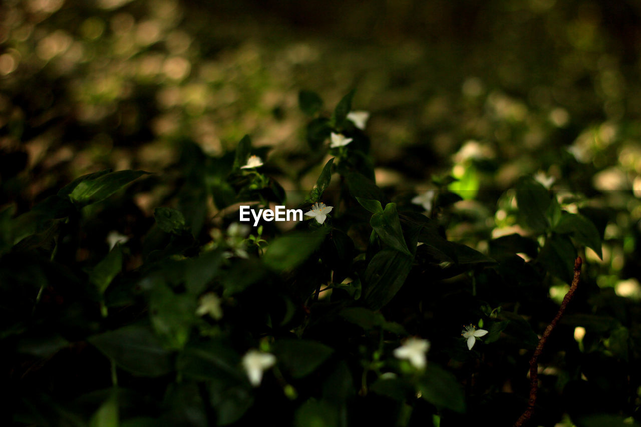 green, nature, plant, leaf, sunlight, plant part, flower, light, grass, growth, no people, beauty in nature, darkness, macro photography, freshness, outdoors, branch, land, food and drink, forest, close-up, selective focus, food, yellow, day, environment, flowering plant, tree