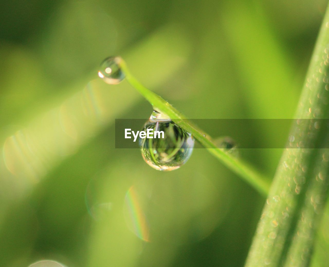 Close-up of water drops on leaf