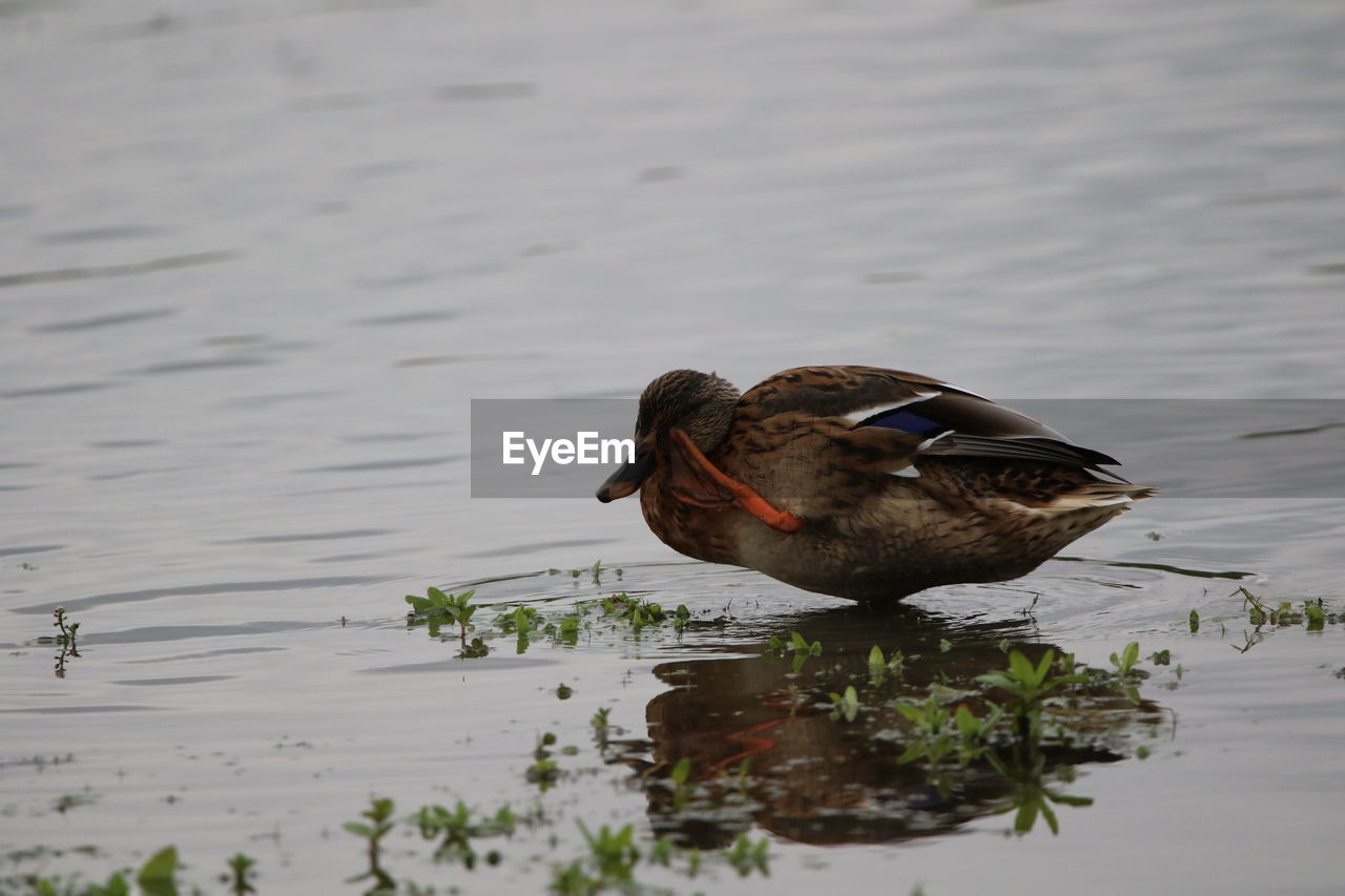 High angle view of a female mallard scratching its head in lake