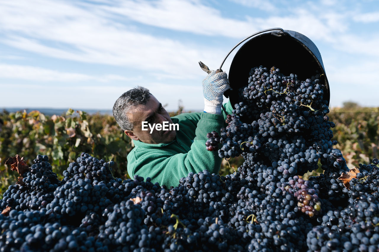 Mature male farmer pouring black grapes into trailer in vineyard