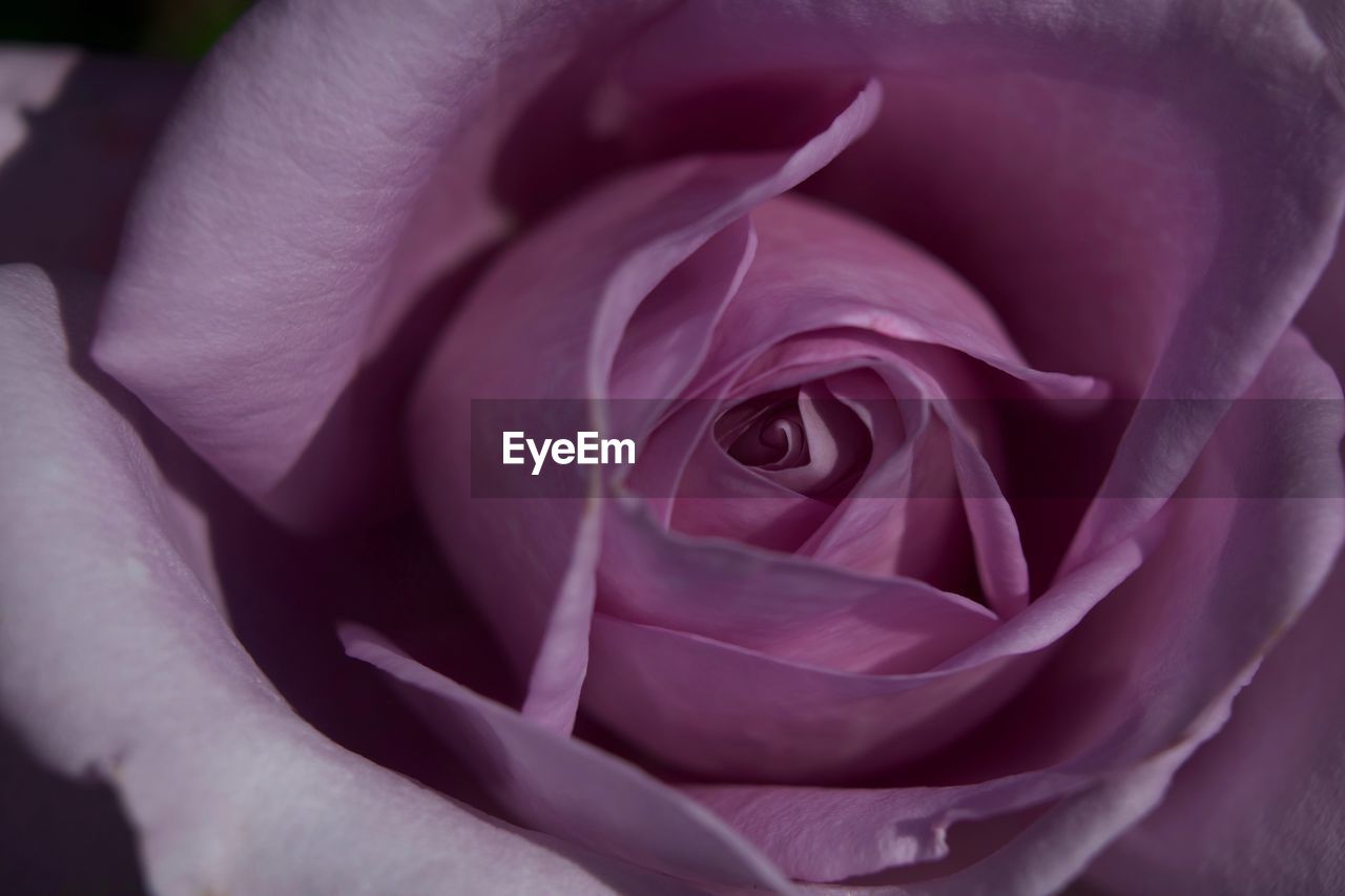 Close-up of pink rose