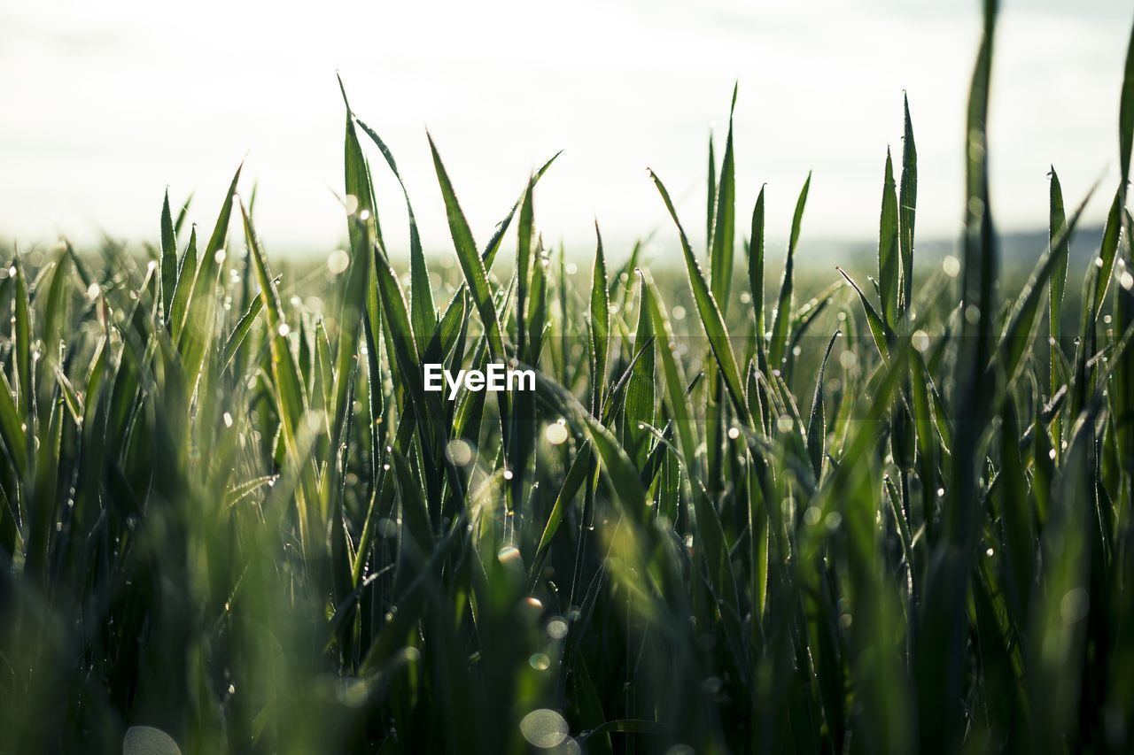 Beautiful close up of rich green grass in morning light with rain or dew water drops and bokeh