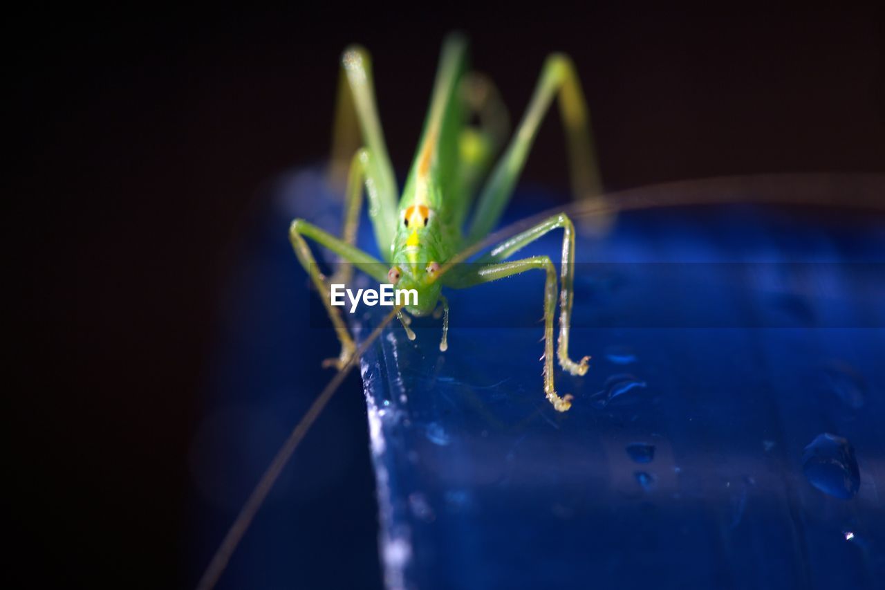 CLOSE-UP OF DAMSELFLY ON BLUE FLOWER