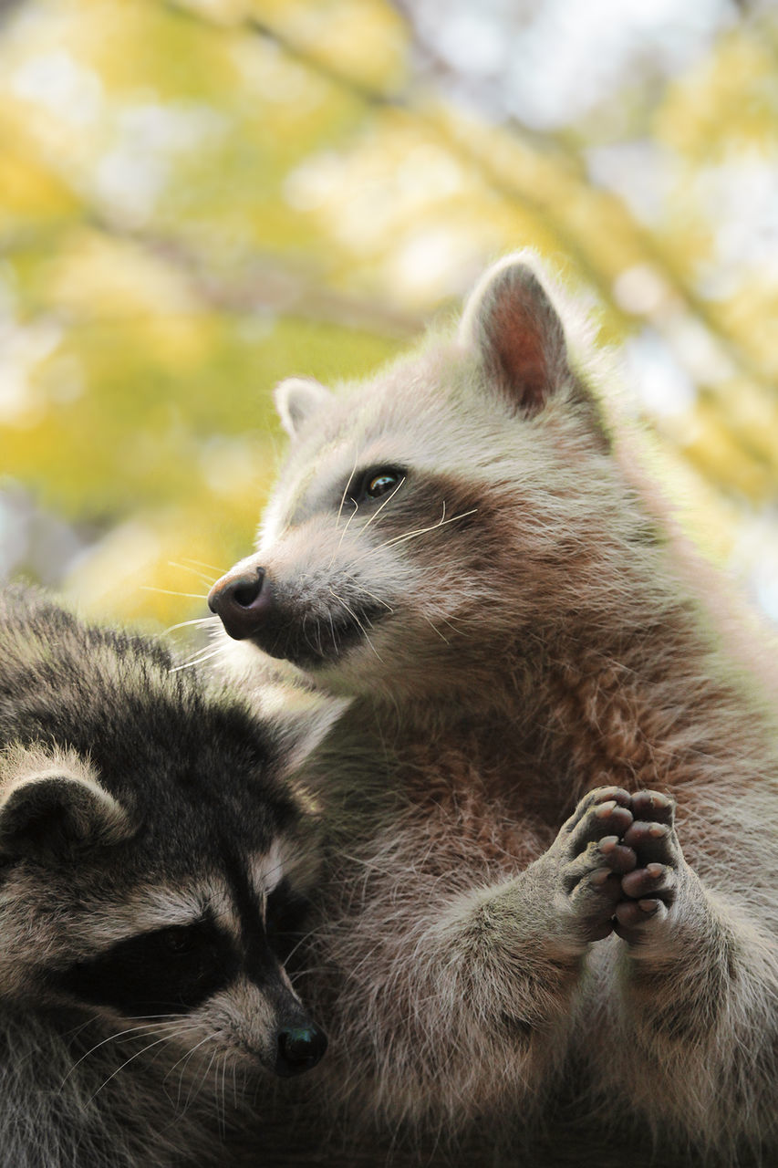 Close-up of raccoons