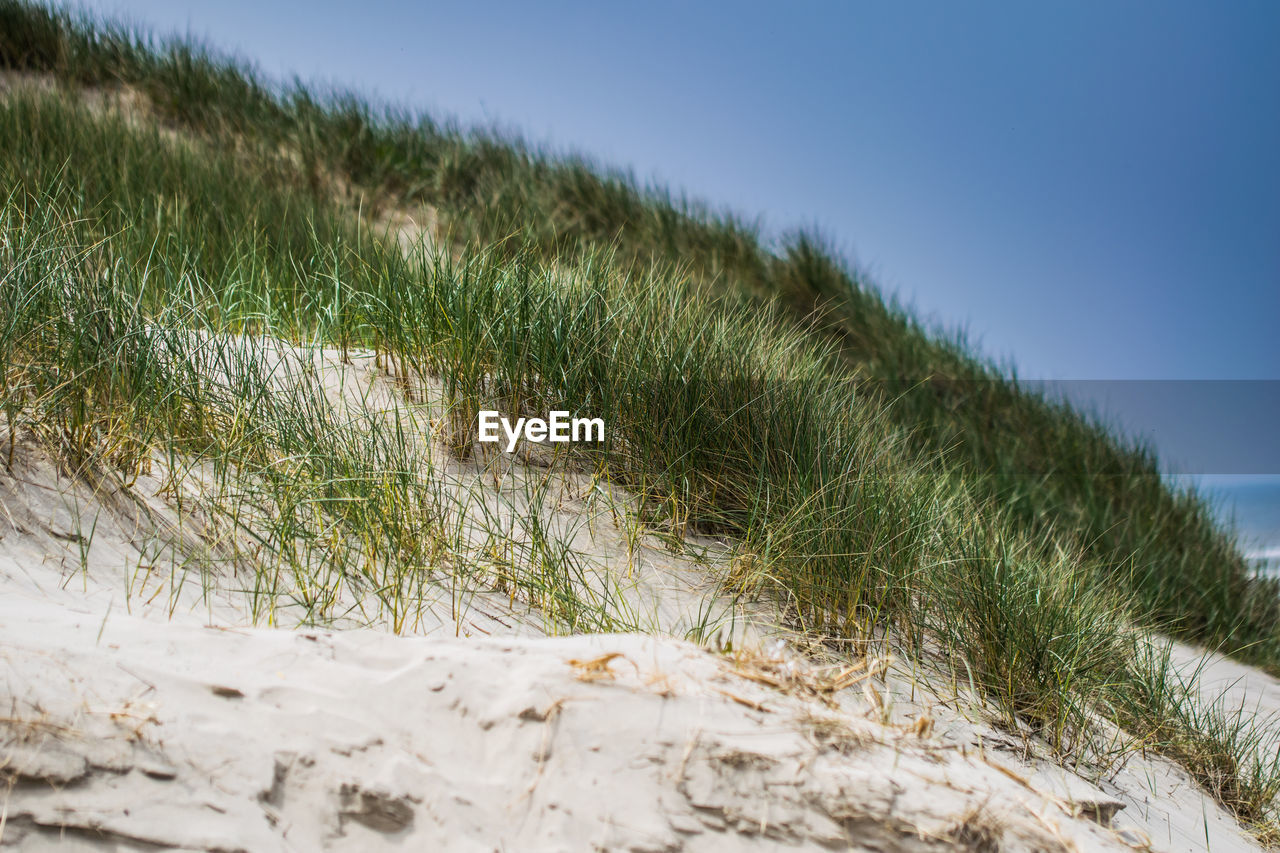 CLOSE-UP OF GRASS ON SAND AT BEACH