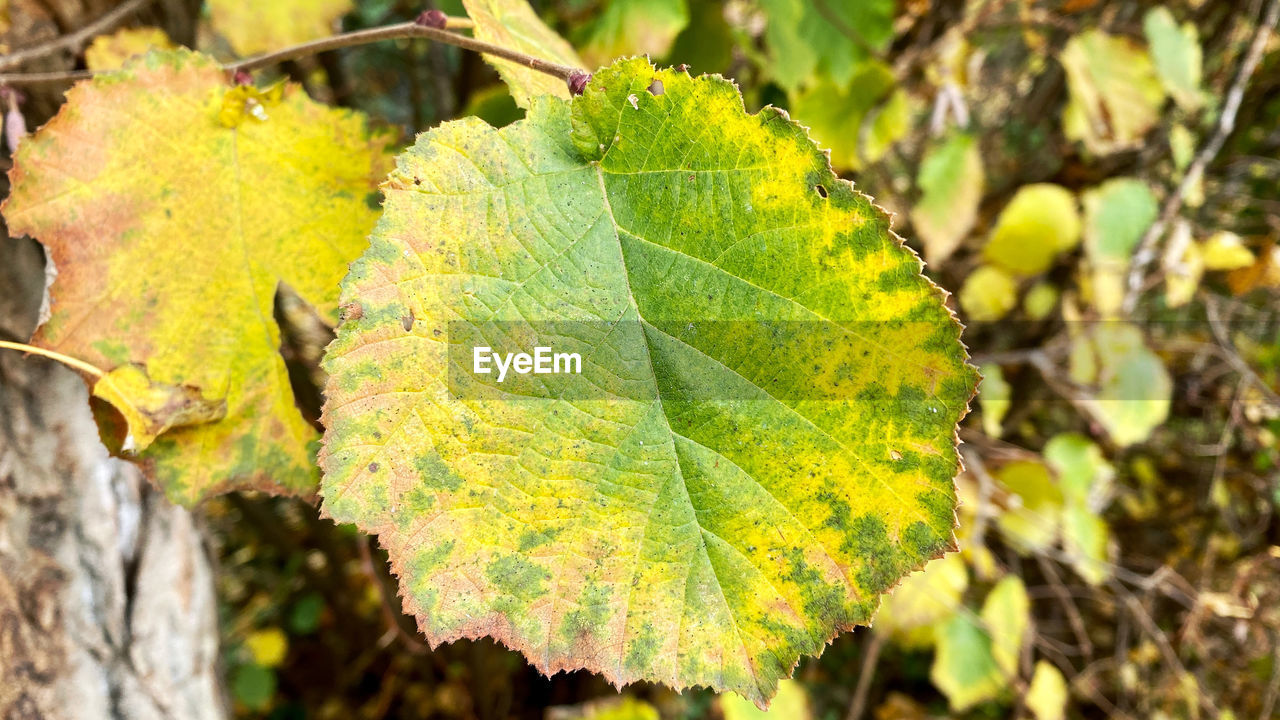 CLOSE-UP OF LEAVES ON PLANT