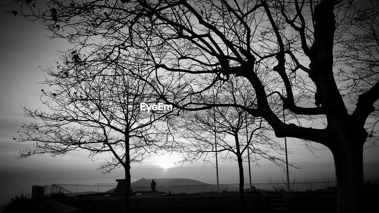 Trees growing on field against sky